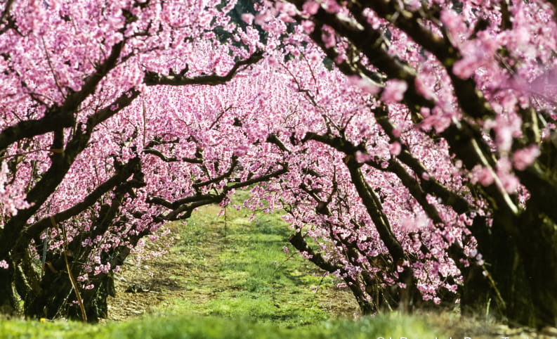 Pêchers en fleurs dans la Drôme