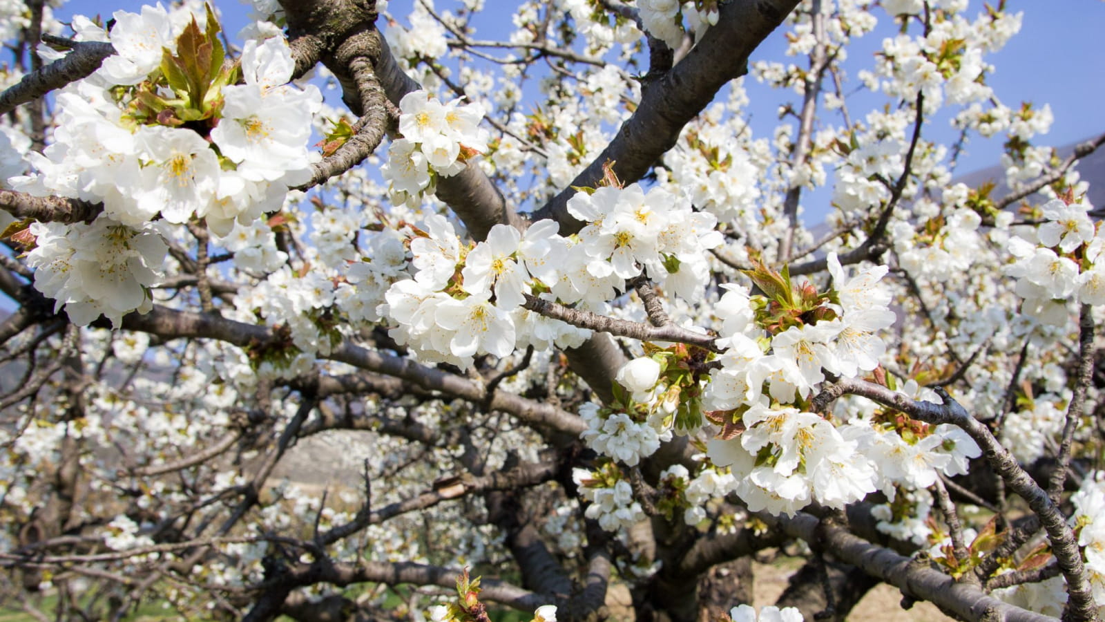 cerisier en fleurs