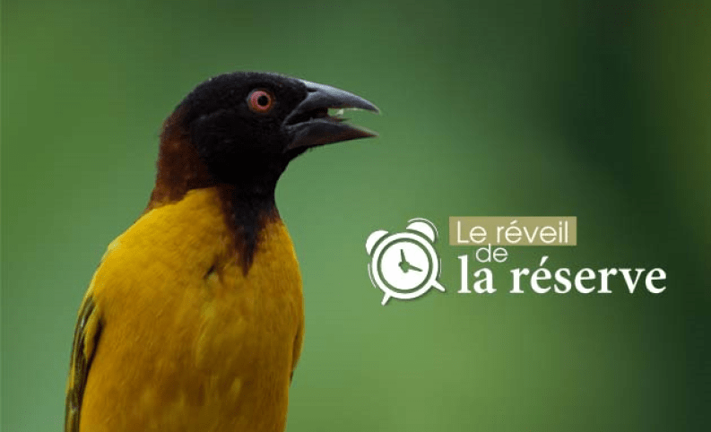 le reveil de la réserve