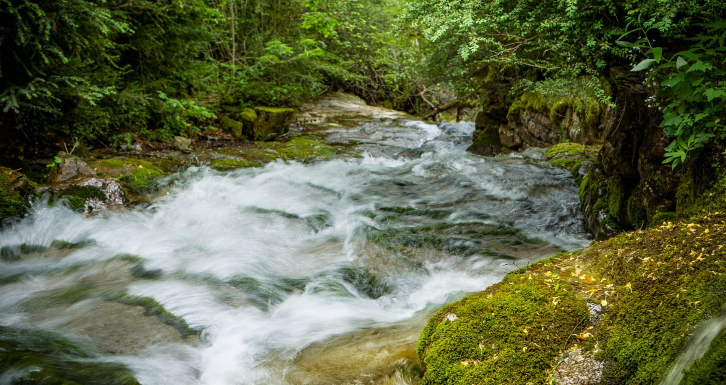 Rivière qui coule dans la forêt
