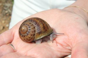 Ferme aux escargots