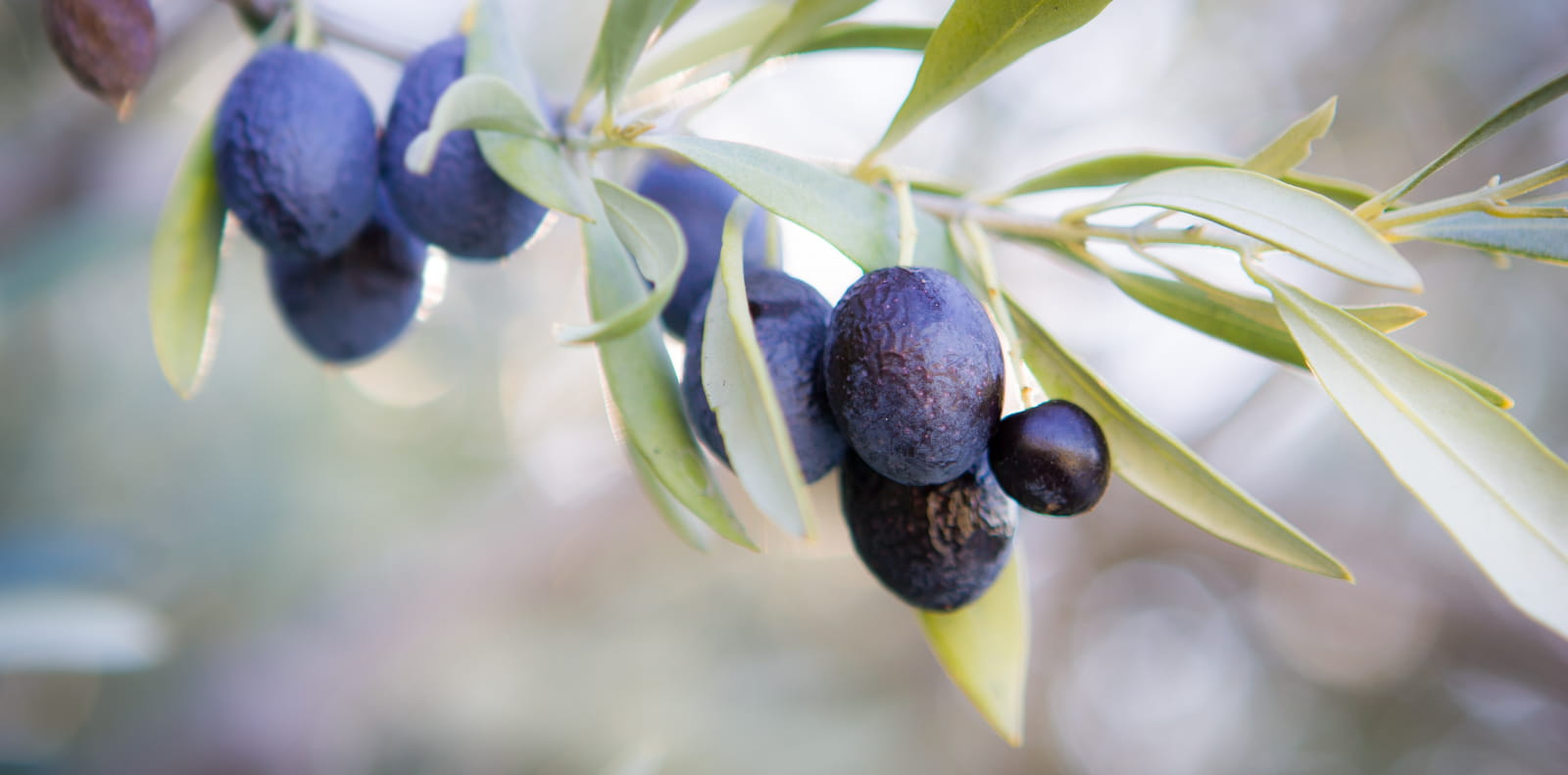 l'olive noire de Nyons AOC,