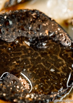 Lamelle de truffe noire de la Drôme avec un filet d'huile d'olive