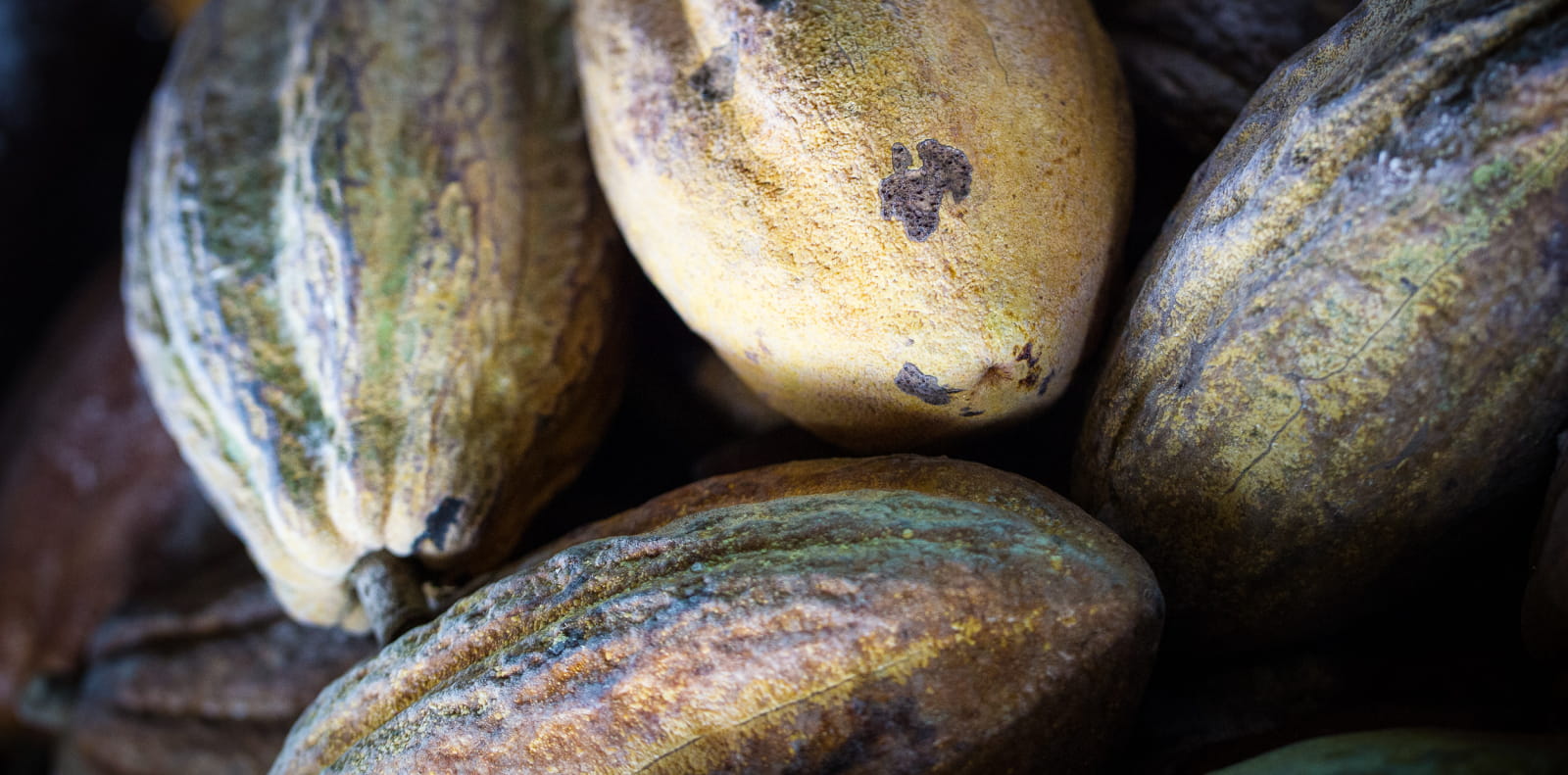 Fève de Cacao
