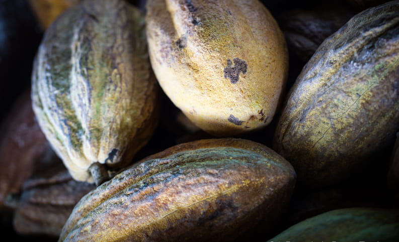 Fève de Cacao