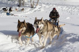 Chiens de traineaux dans le Vercors Drôme