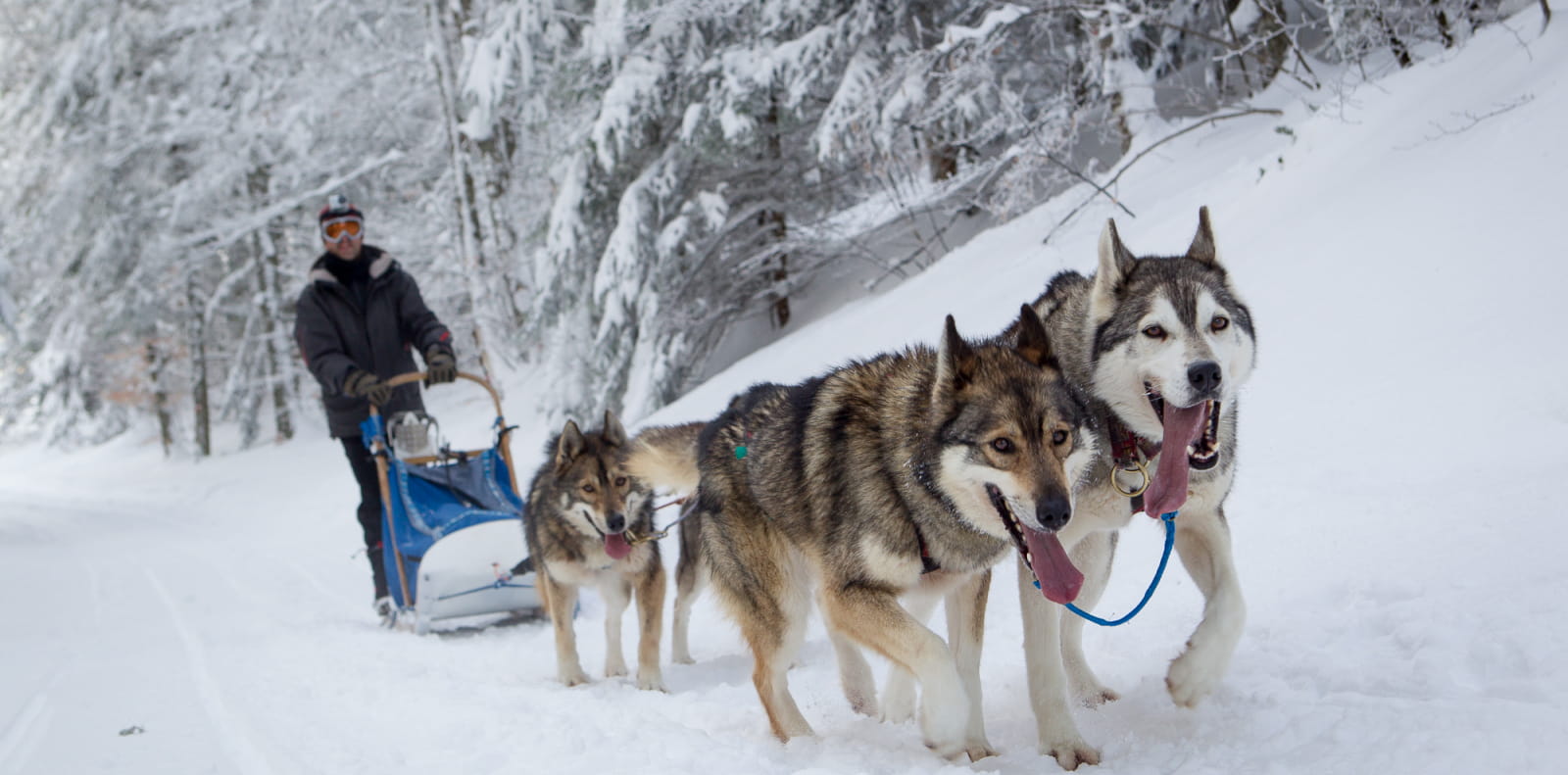 Chiens de traineaux dans le Vercors Drôme