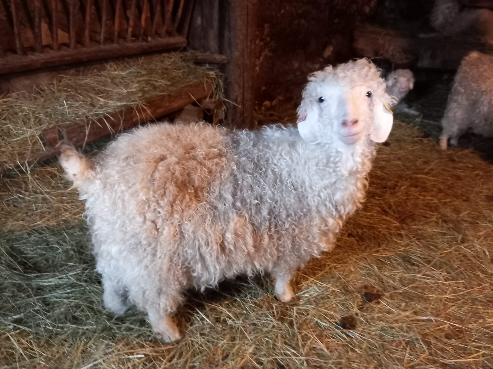 Mohair du Vercors