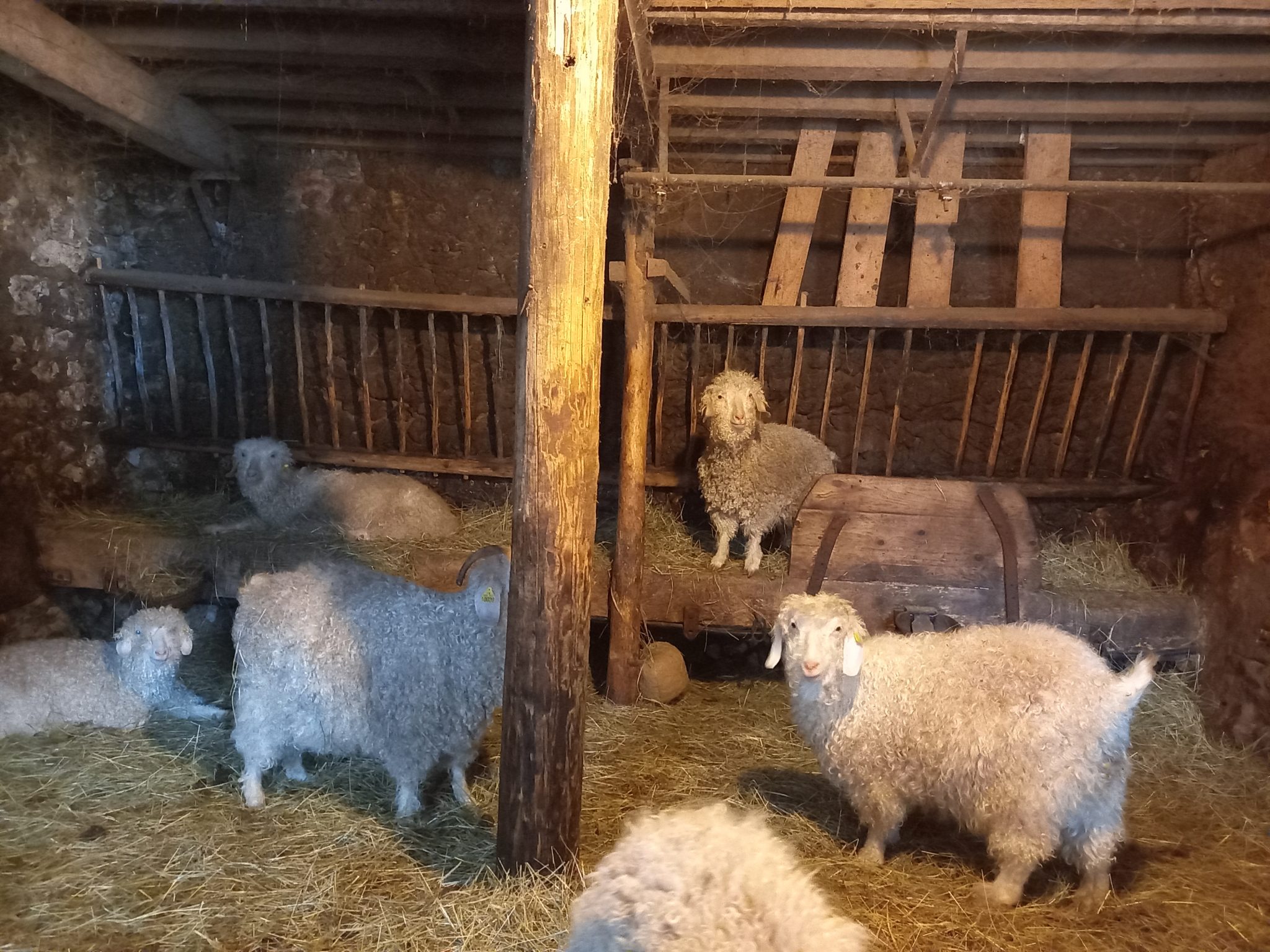 Mohair du Vercors