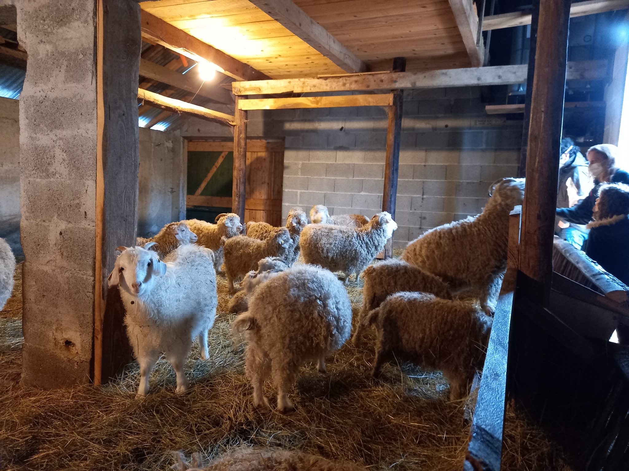 Mohair du Vercors