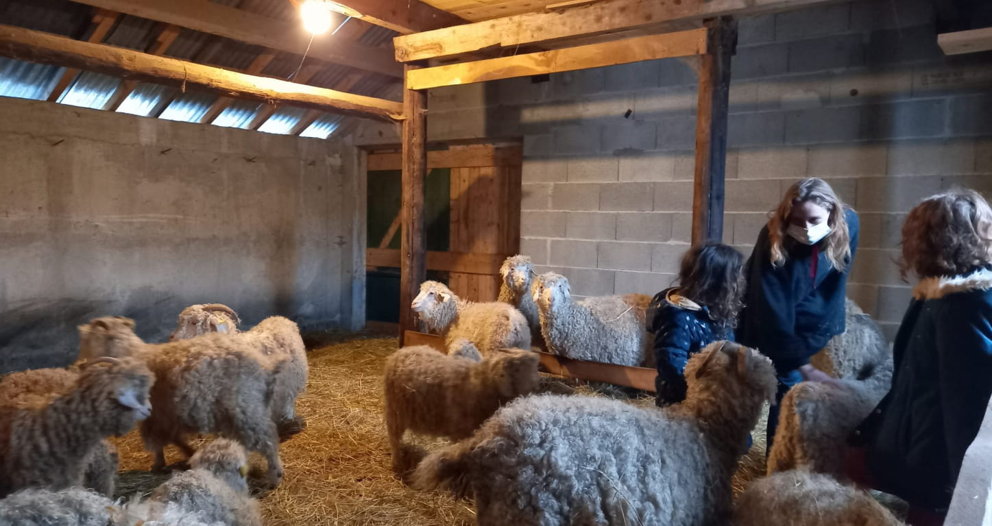 Mohair du Vercors