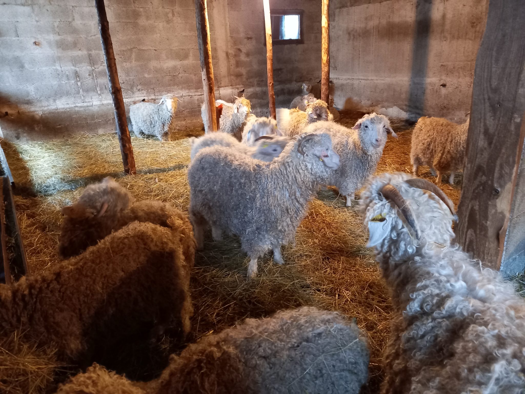 Mohair du Vercors