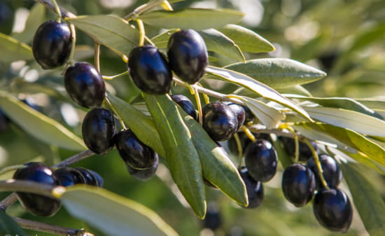 olives noires