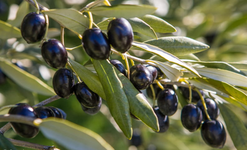 olives noires