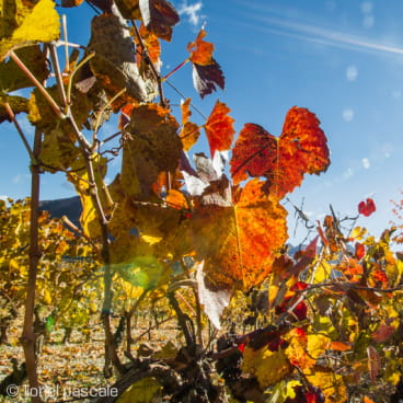 Vignes rouges sous un soleil brillant