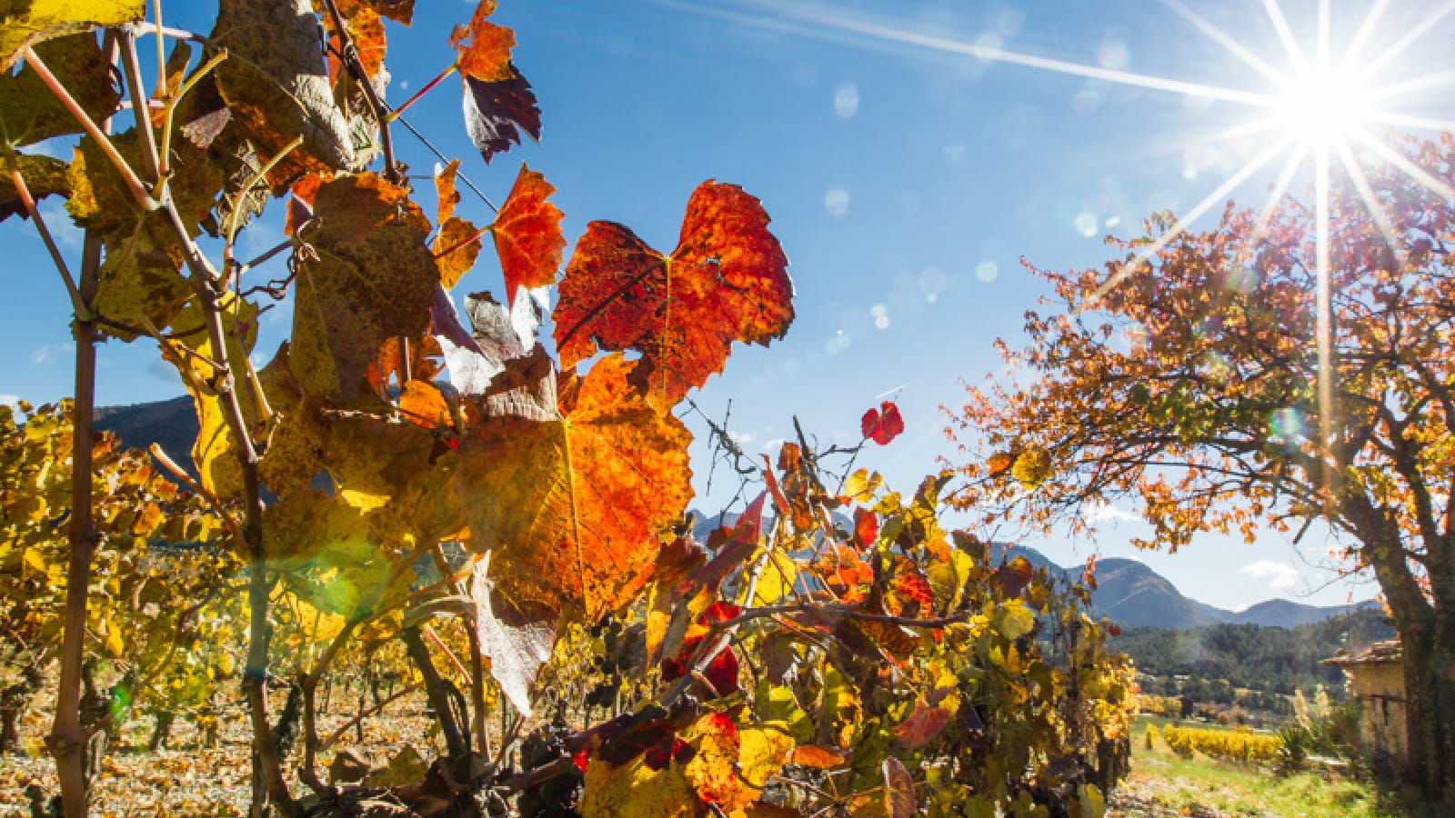 Vignes rouges sous un soleil brillant