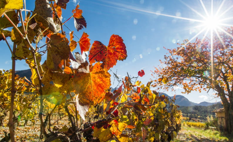 Vignes rouges sous un soleil brillant