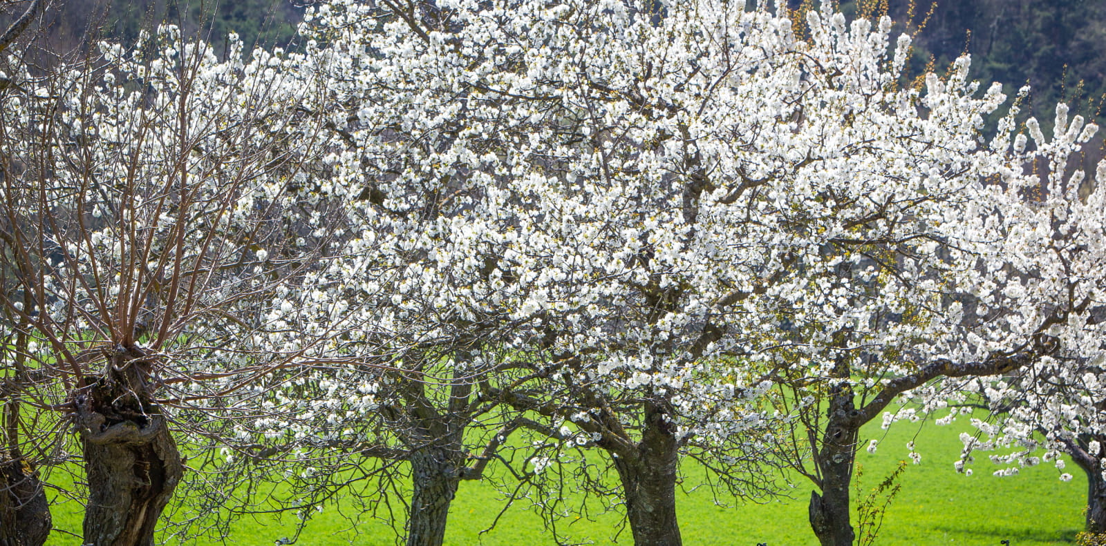 Cerisiers en fleurs dans la Drôme