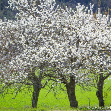 Cerisiers en fleurs dans la Drôme