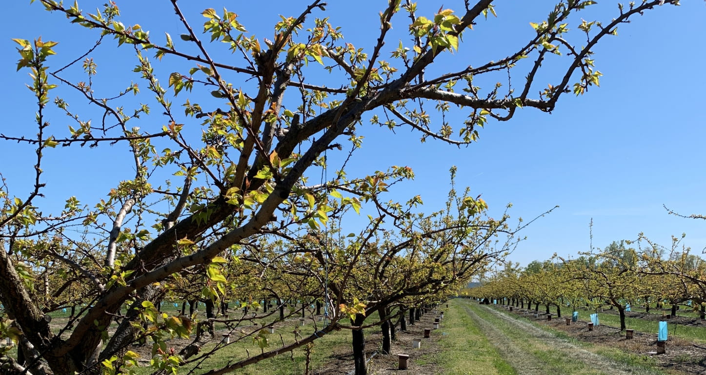 Arbres fruitiers dans la Drôme
