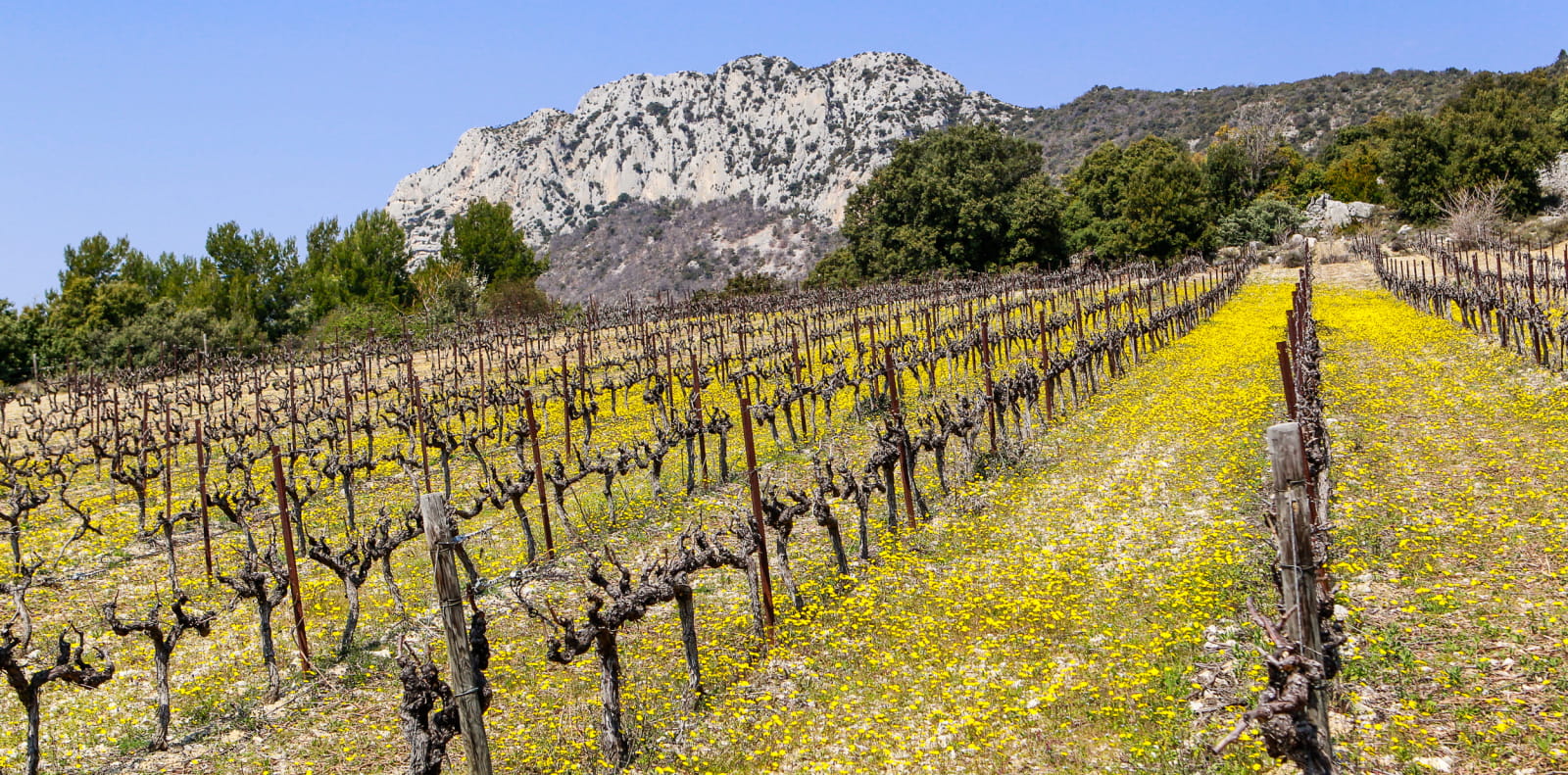 Vignobles à Beauvoisin en Drôme provençale