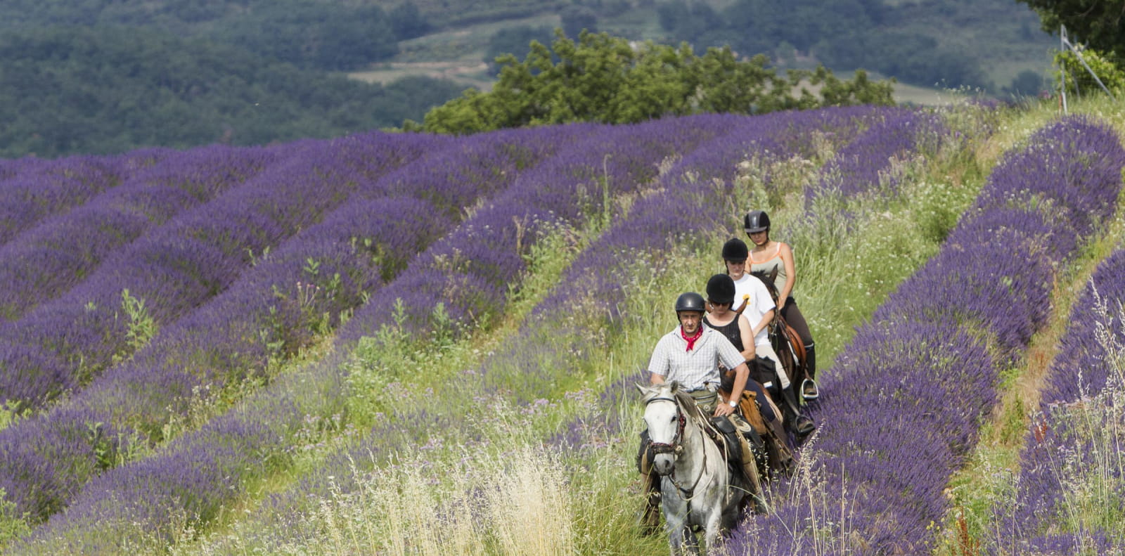 Balade à cheval dans les champs de lavande la Drôme