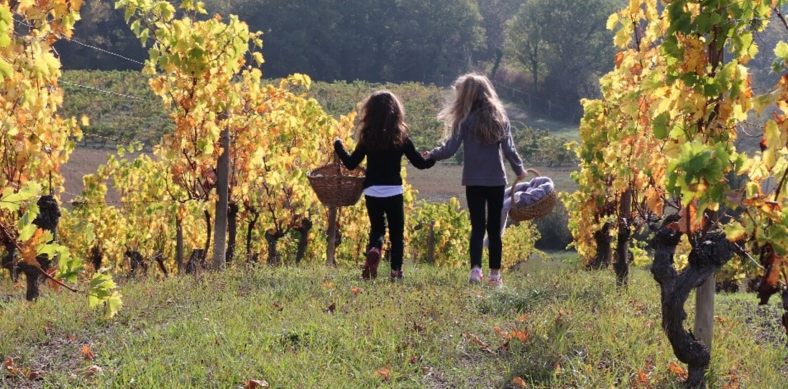 fillettes se promeant en automne dans les vignes