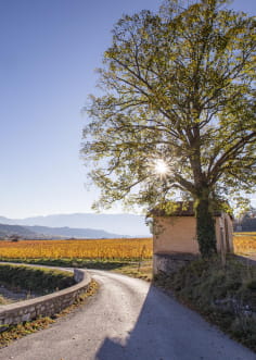 Vignobles dans la Drôme à châtillon-en-Diois