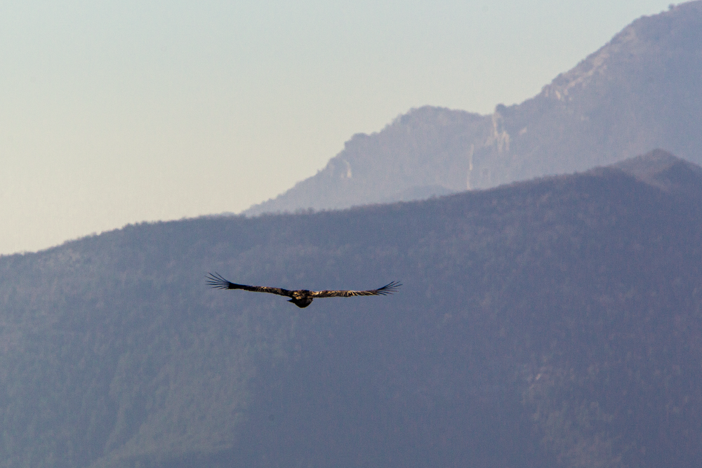 vautour-fauvre-vie-sauvage-drôme