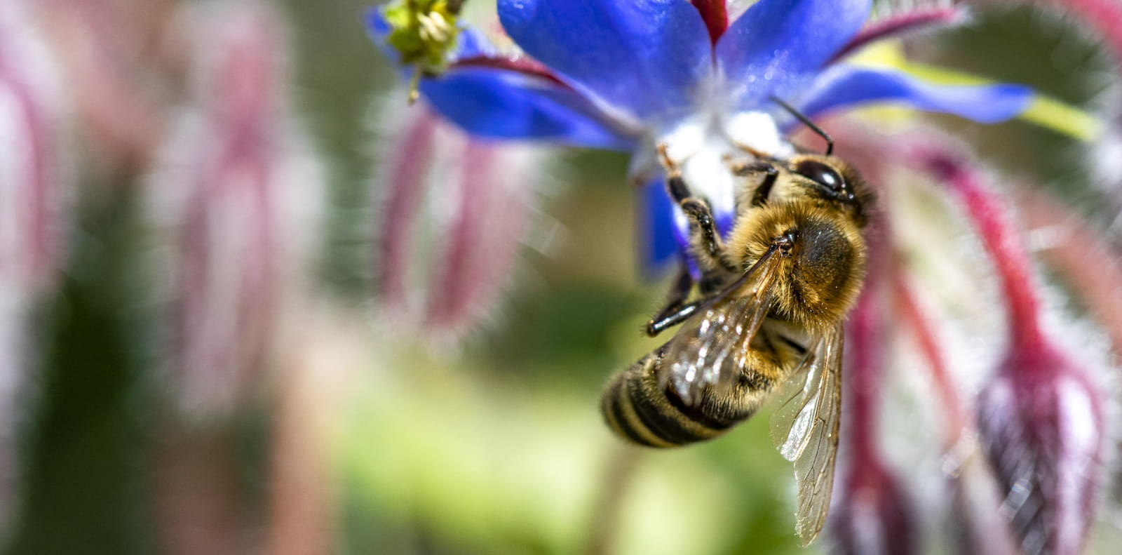 Abeille et bourrache