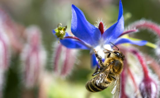 Abeille et bourrache